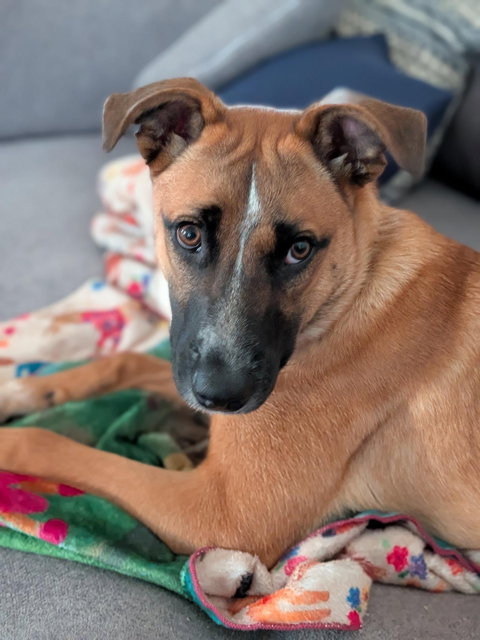 Enlarge Kora, a Adopted Shepherd in Fenton, MO image 1/3