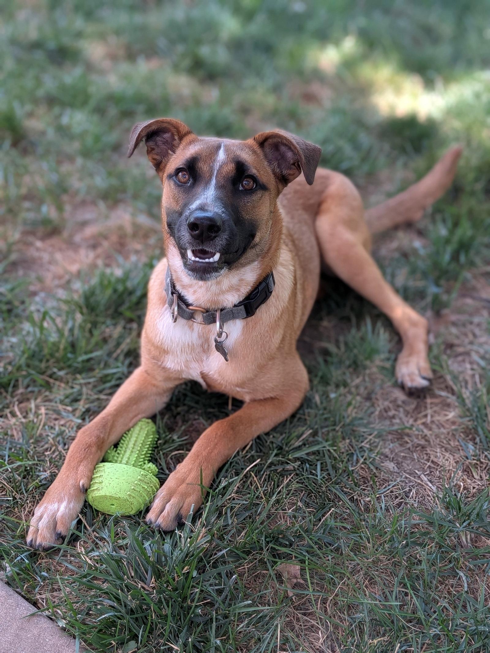 Enlarge Kora, a Adopted Shepherd in Fenton, MO image 2/3