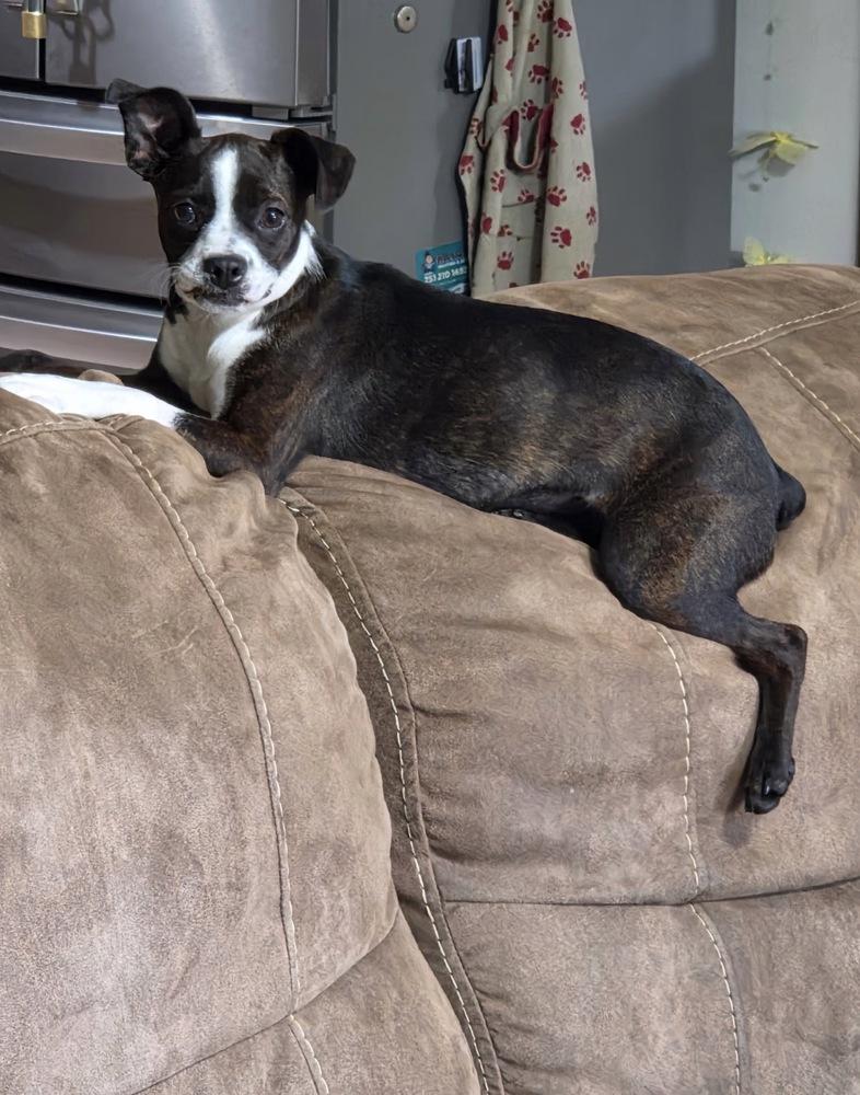 Cardi Bacardi 4196 AL, Adopted, Puppy Female Boston Terrier.
