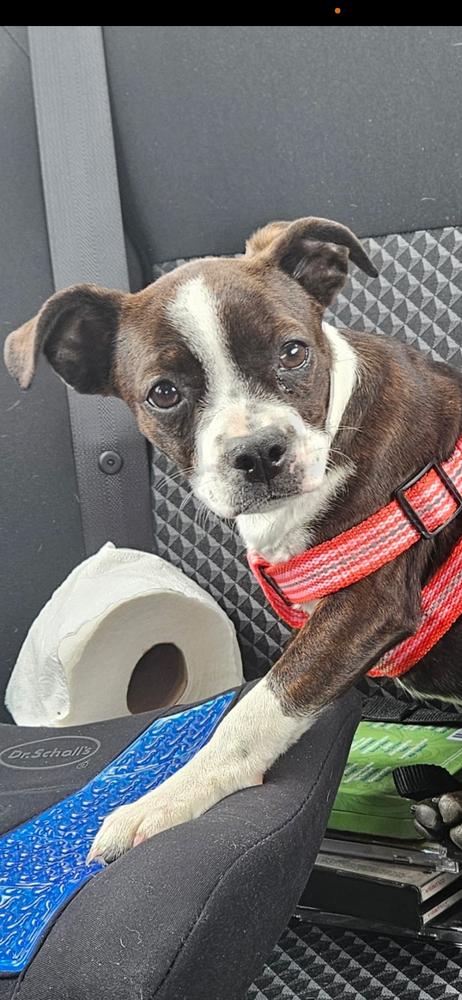Enlarge Cardi Bacardi 4196 AL, a Adopted Boston Terrier in Maryville, TN image 2/6