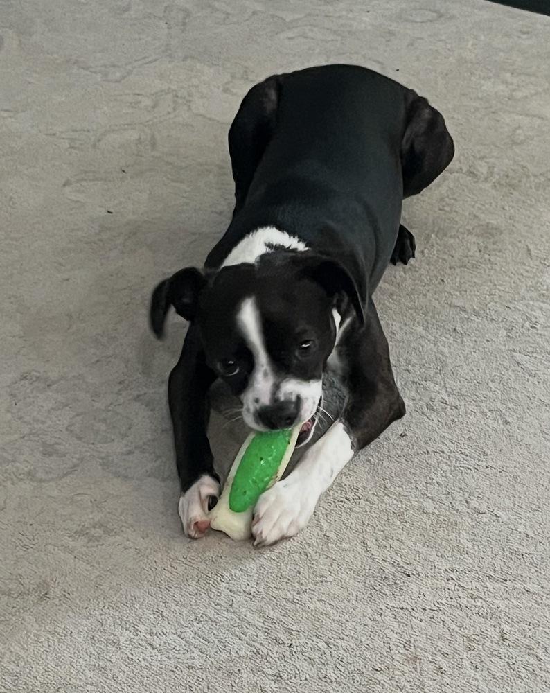 Enlarge Cardi Bacardi 4196 AL, a Adopted Boston Terrier in Maryville, TN image 3/6