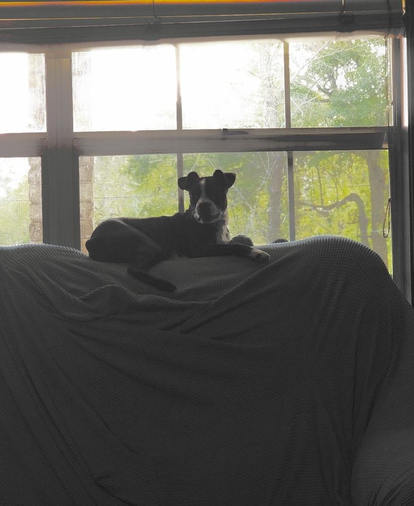 Enlarge Cardi Bacardi 4196 AL, a Adopted Boston Terrier in Maryville, TN image 4/6