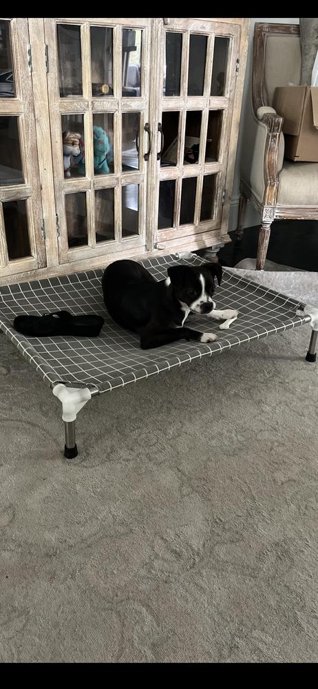 Enlarge Cardi Bacardi 4196 AL, a Adopted Boston Terrier in Maryville, TN image 5/6