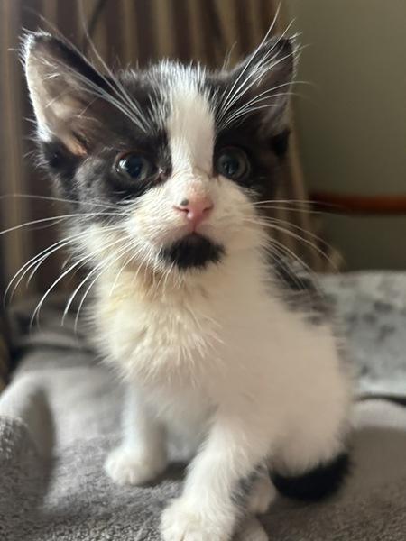 Rambutan, Adoptable, Kitten Male Domestic Short Hair.