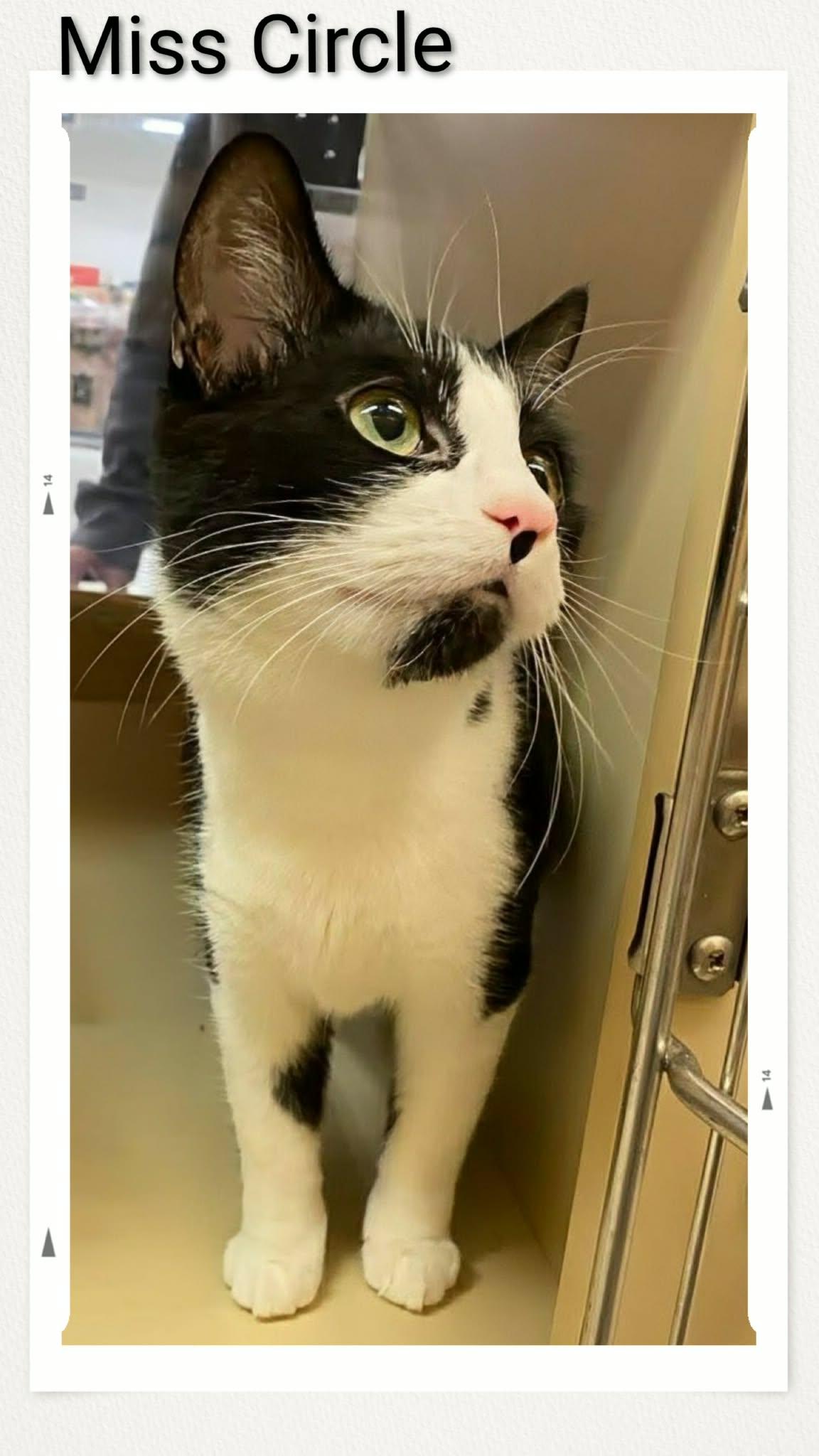 Miss Circle, a Adopted Domestic Short Hair in Caistor Centre, ON image 1/2