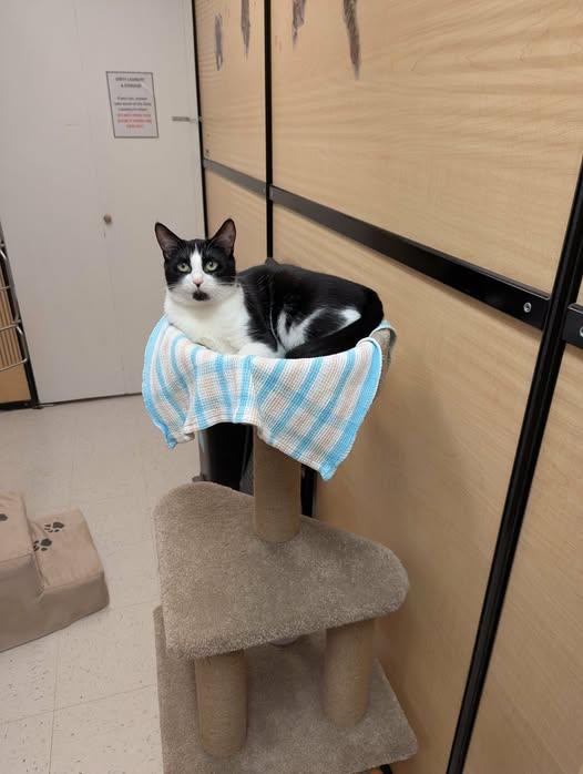 Miss Circle, a Adopted Domestic Short Hair in Caistor Centre, ON image 2/2