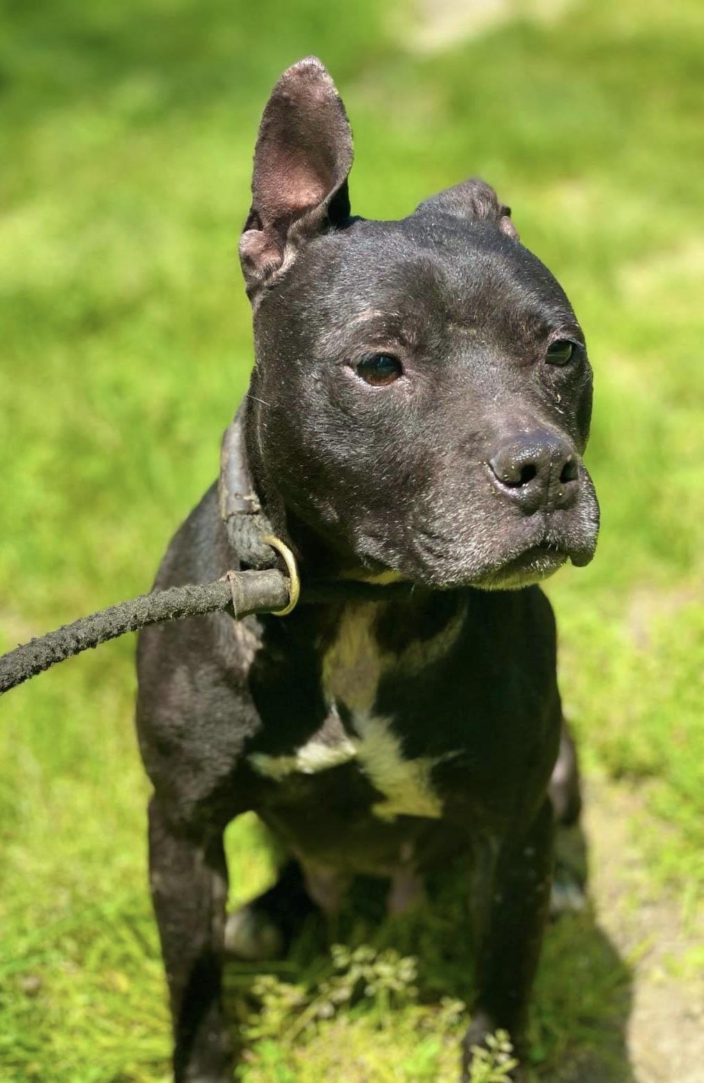 Enlarge Jetta, a Adoptable mixed breed in Zuni, VA image 1/6