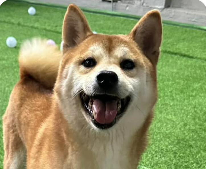 Enlarge Flora, a ADOPTABLE Shiba Inu in San Francisco, CA image 1/1