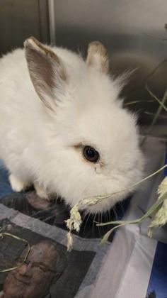 Baguette, adopted, Baby Female Lionhead.