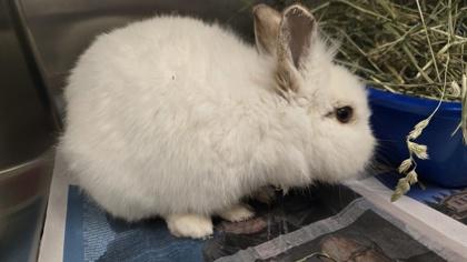 Enlarge Baguette, an adopted mixed breed in Sacramento, CA image 2/2