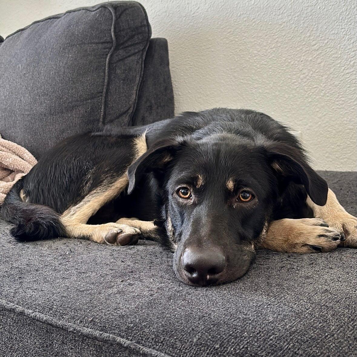 Enlarge Noe, a ADOPTABLE mixed breed in Commerce City, CO image 5/6