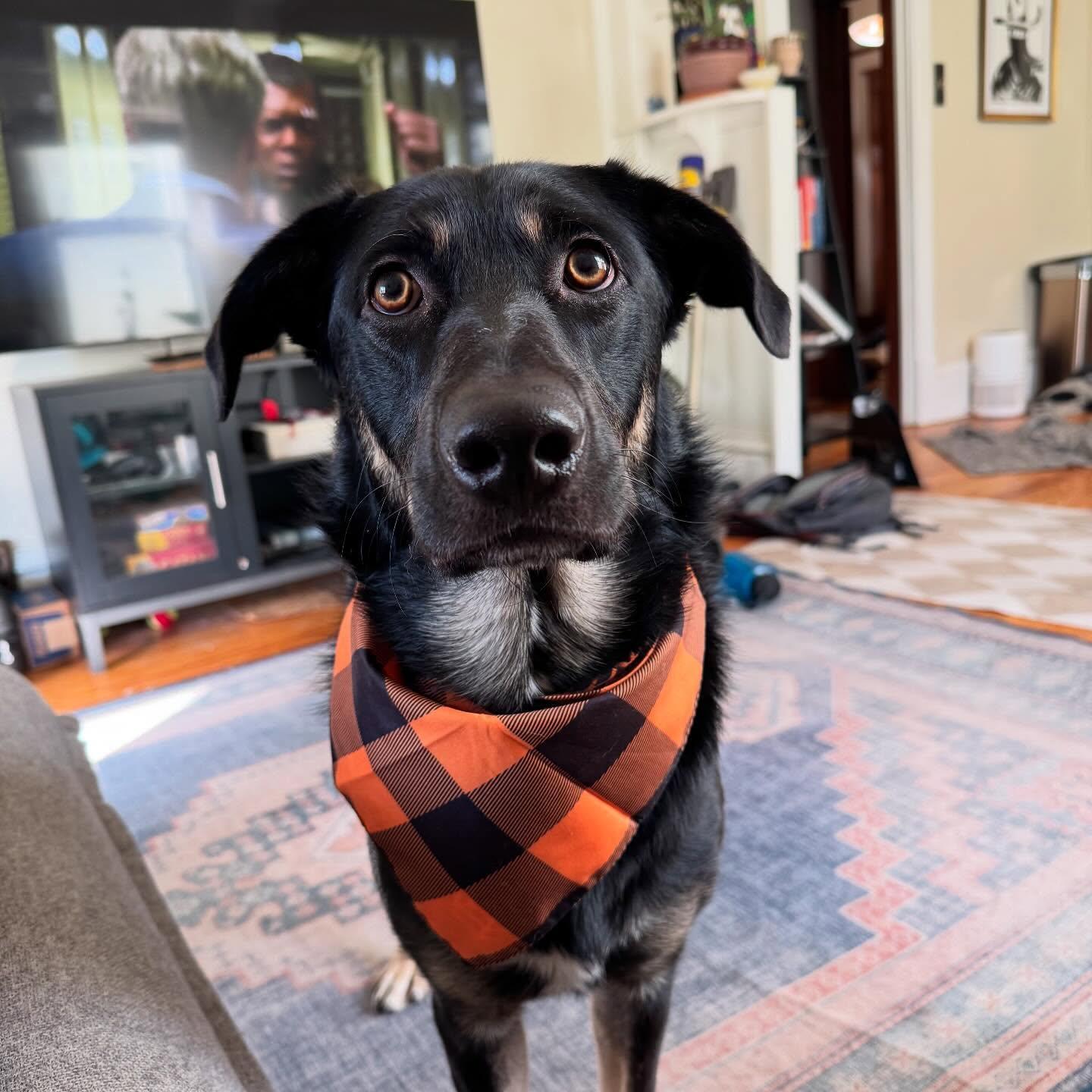 Noe, ADOPTABLE, Young Male Australian Kelpie & Retriever.