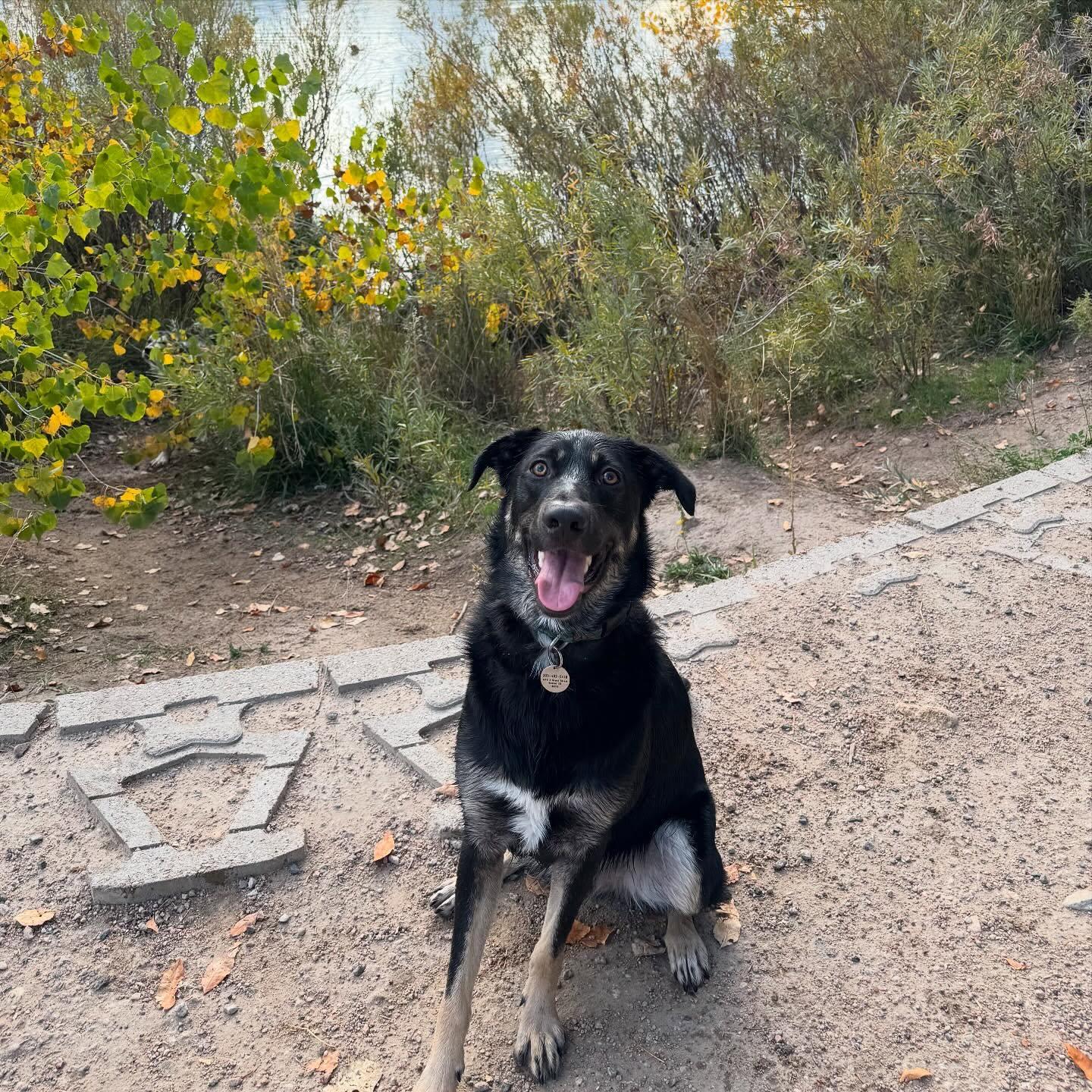 Enlarge Noe, a ADOPTABLE mixed breed in Commerce City, CO image 2/6