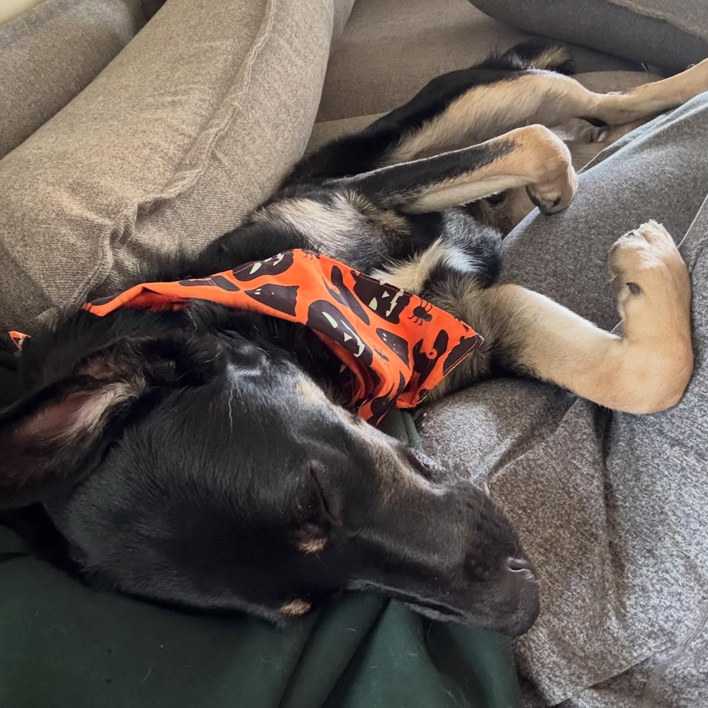 Enlarge Noe, a ADOPTABLE mixed breed in Commerce City, CO image 4/6