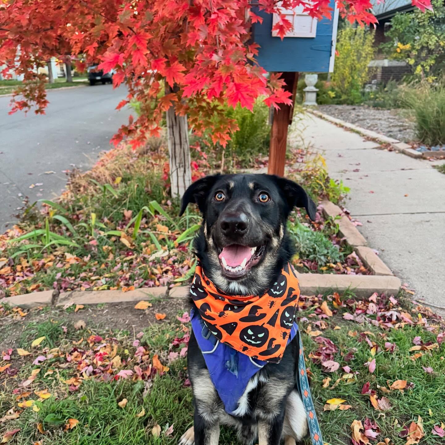 Enlarge Noe, a ADOPTABLE mixed breed in Commerce City, CO image 3/6