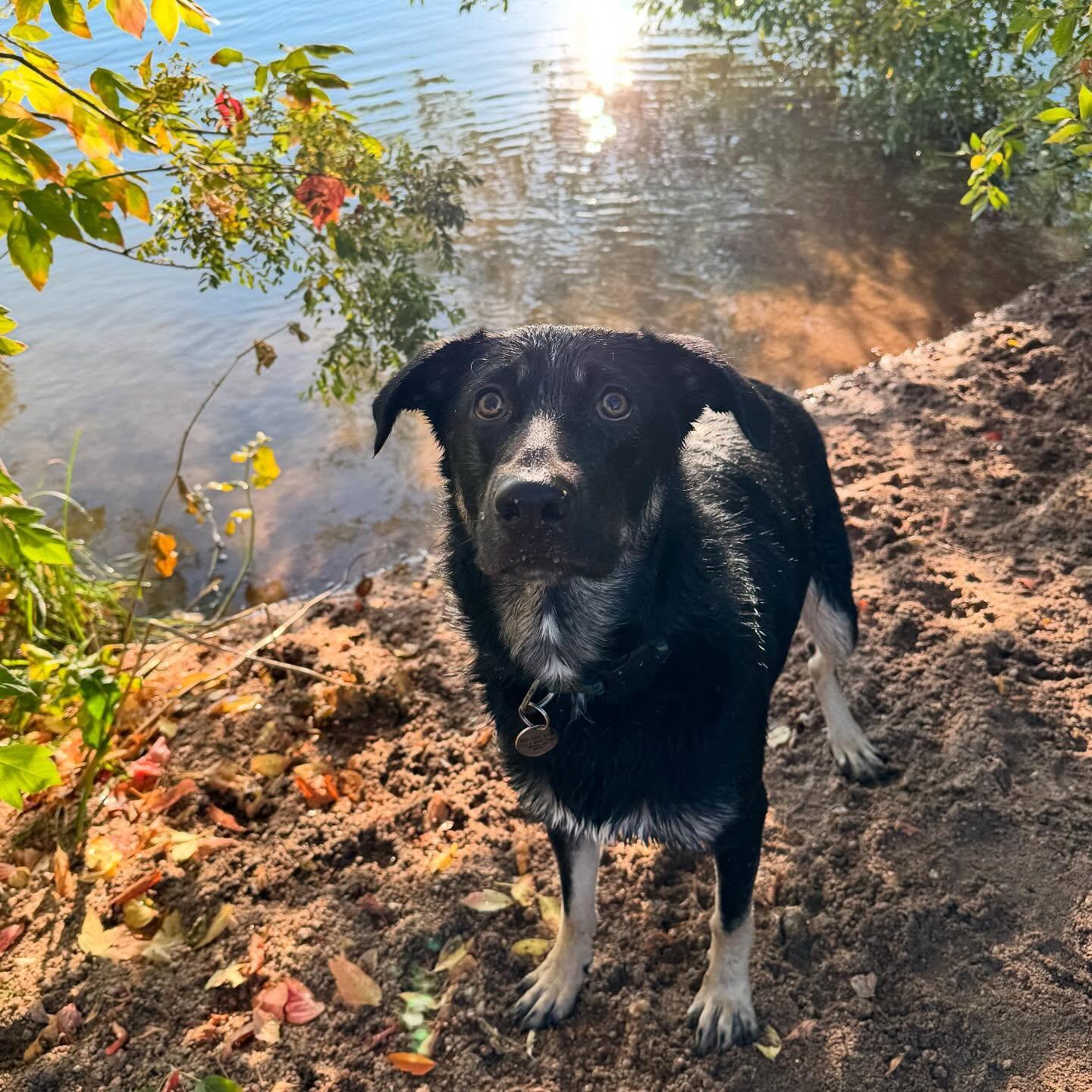 Enlarge Noe, a ADOPTABLE mixed breed in Commerce City, CO image 6/6