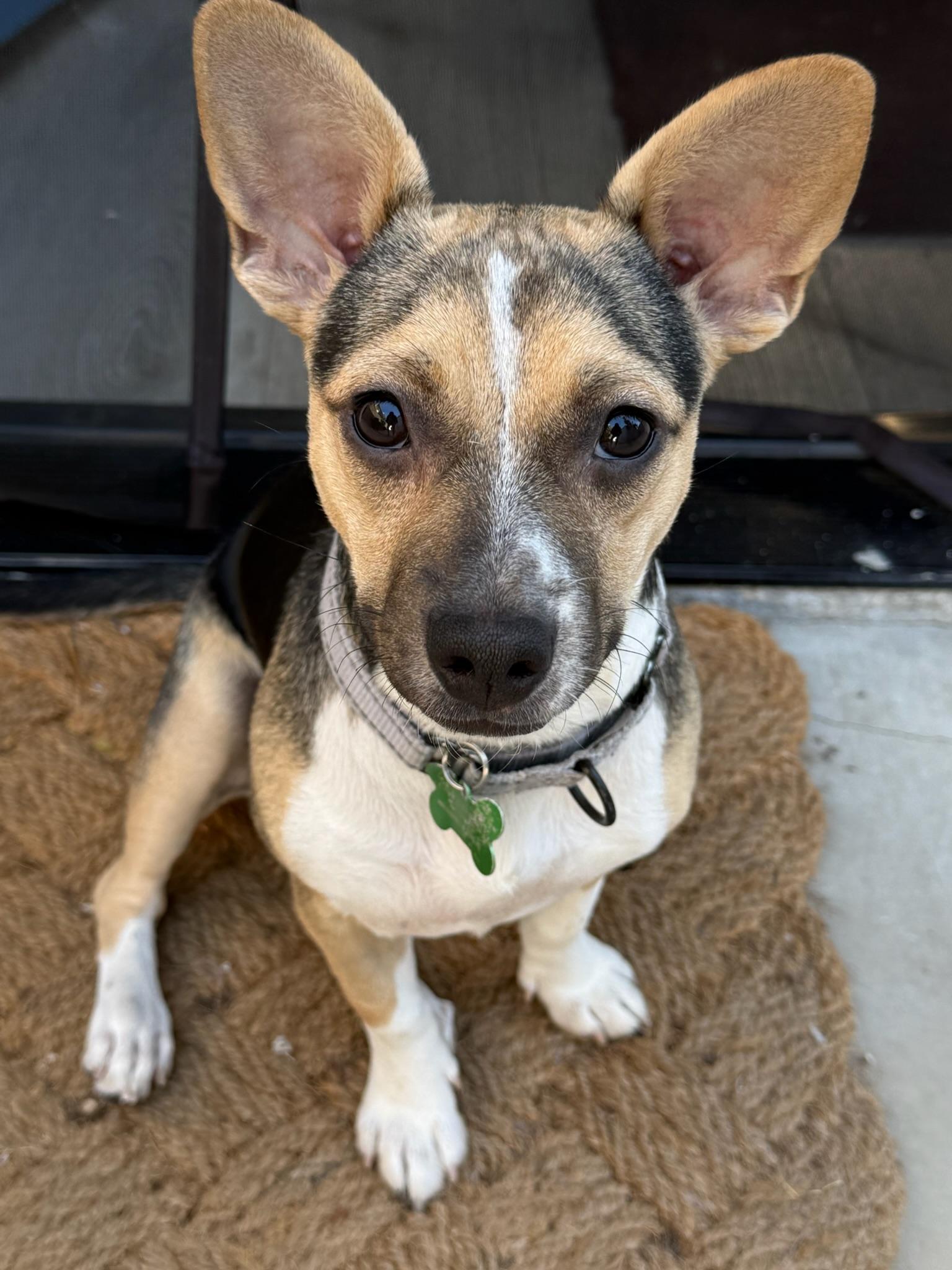 Happy, a Adoptable mixed breed in Los Angeles, CA image 1/5