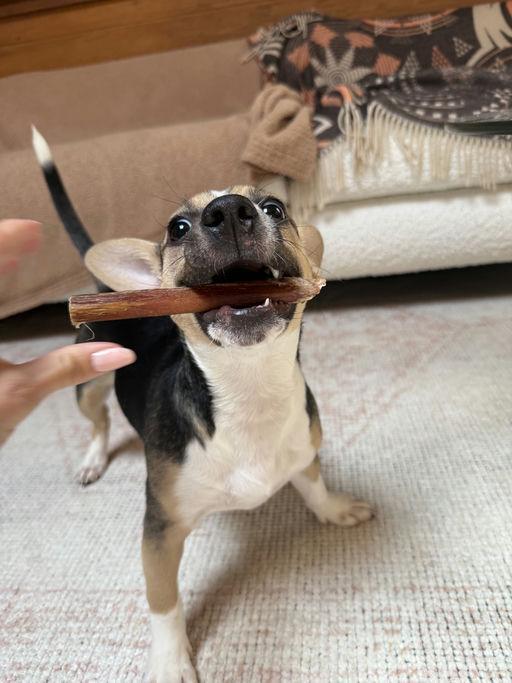 Happy, a Adoptable mixed breed in Los Angeles, CA image 2/5