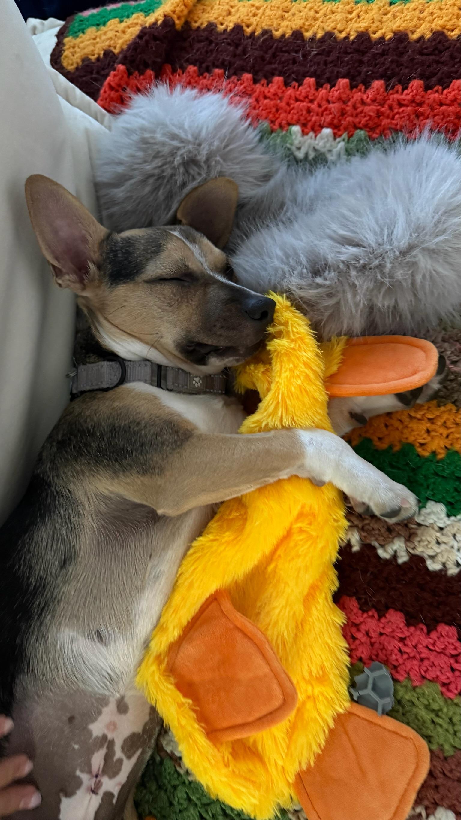 Happy, a Adoptable mixed breed in Los Angeles, CA image 3/5