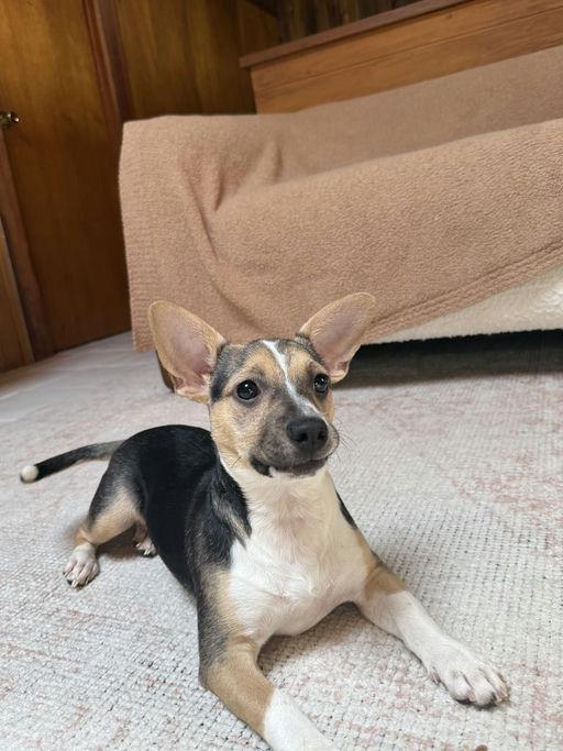 Happy, a Adoptable mixed breed in Los Angeles, CA image 4/5