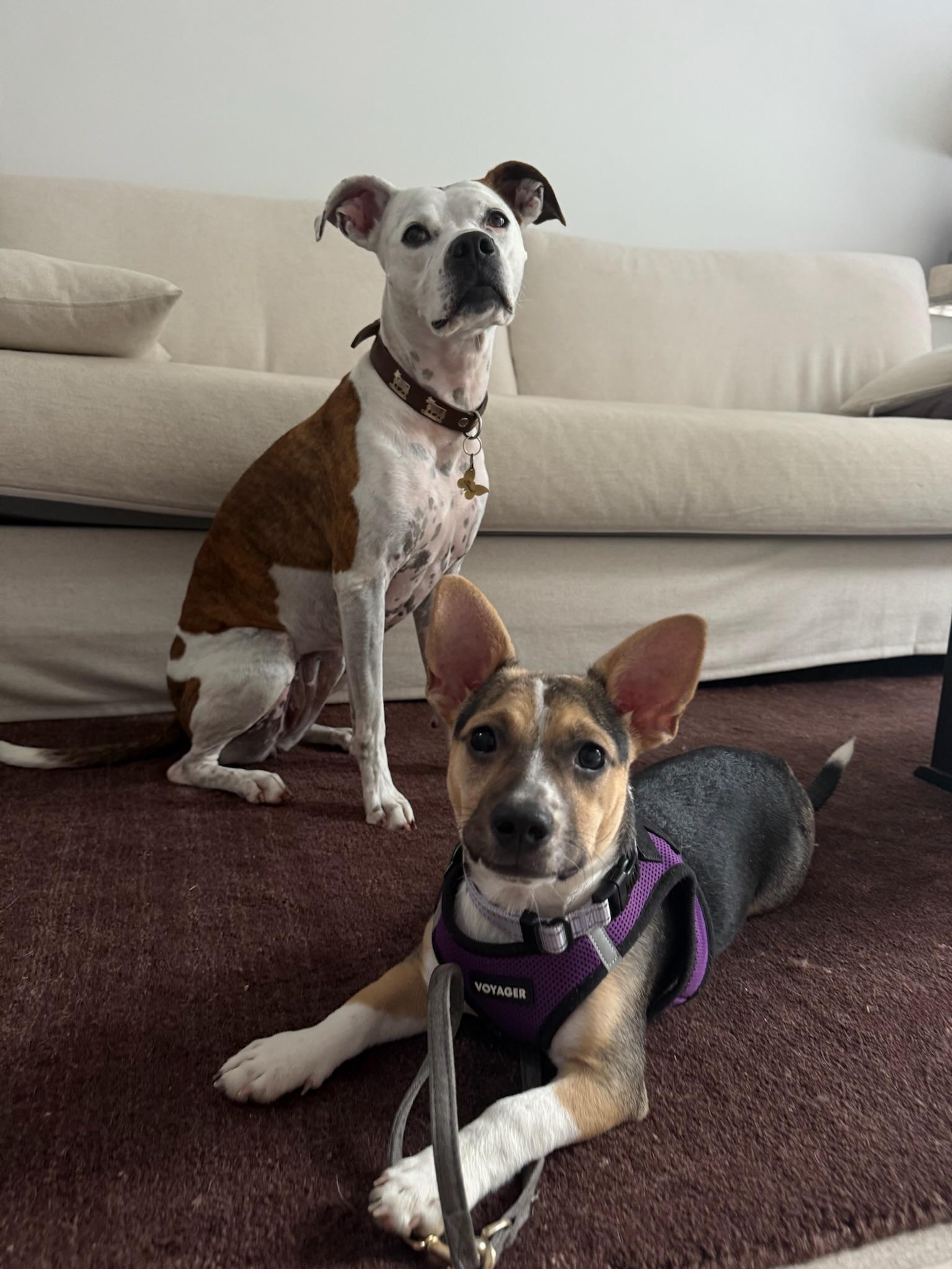 Happy, a Adoptable mixed breed in Los Angeles, CA image 5/5