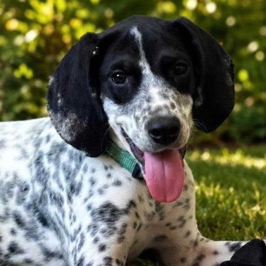 Willow, Adoptable, Puppy Female German Shorthaired Pointer.