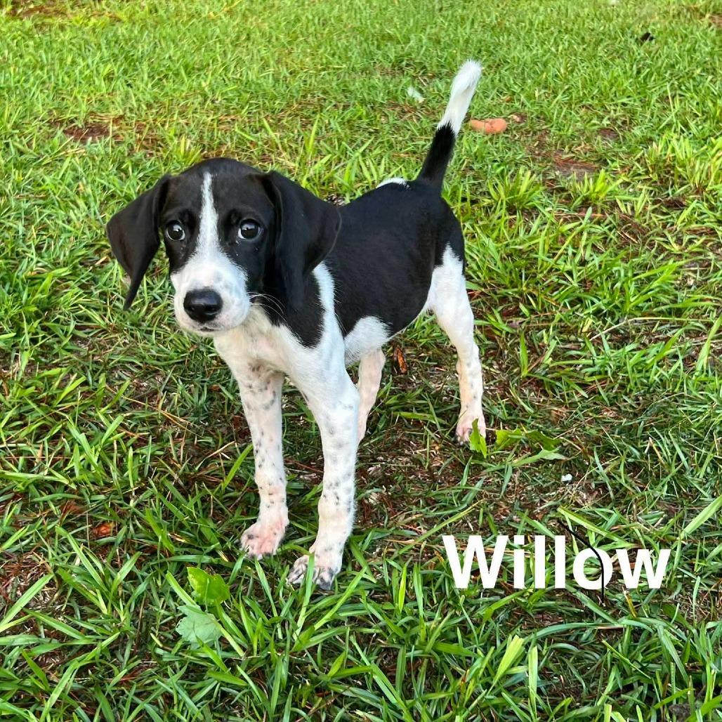 Enlarge Willow, a Adoptable German Shorthaired Pointer in Myrtle Beach, SC image 1/1