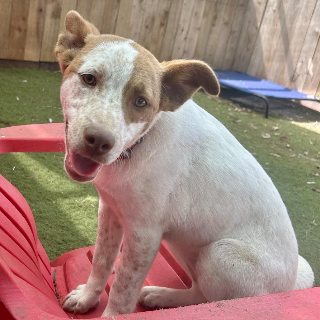 Enlarge Priscilla, a Adoptable Cattle Dog in Sonoma, CA image 1/6