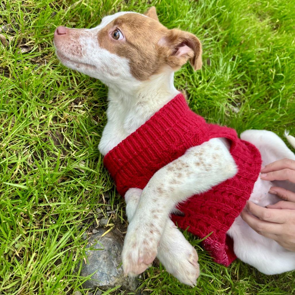 Enlarge Priscilla, a Adoptable Cattle Dog in Sonoma, CA image 2/6