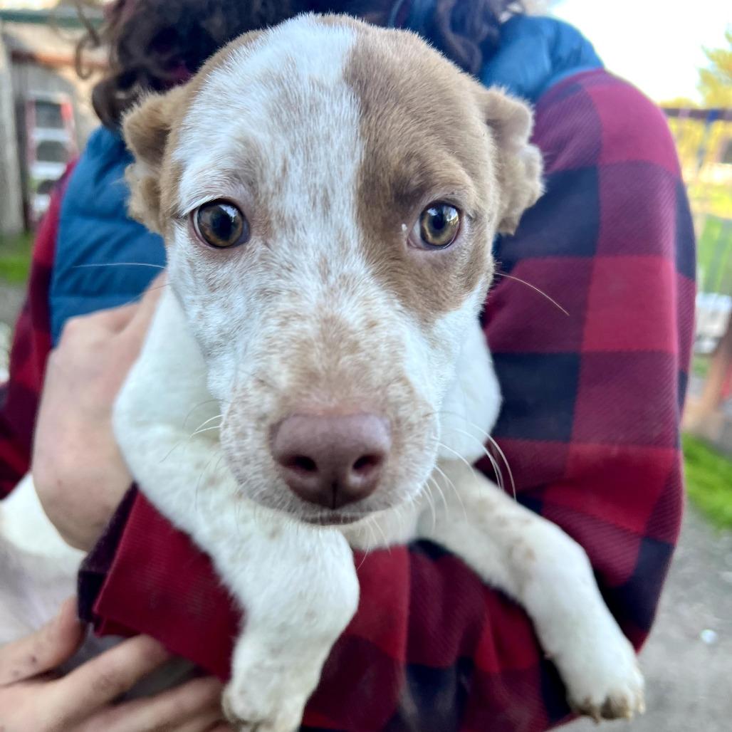 Enlarge Priscilla, a Adoptable Cattle Dog in Sonoma, CA image 3/6