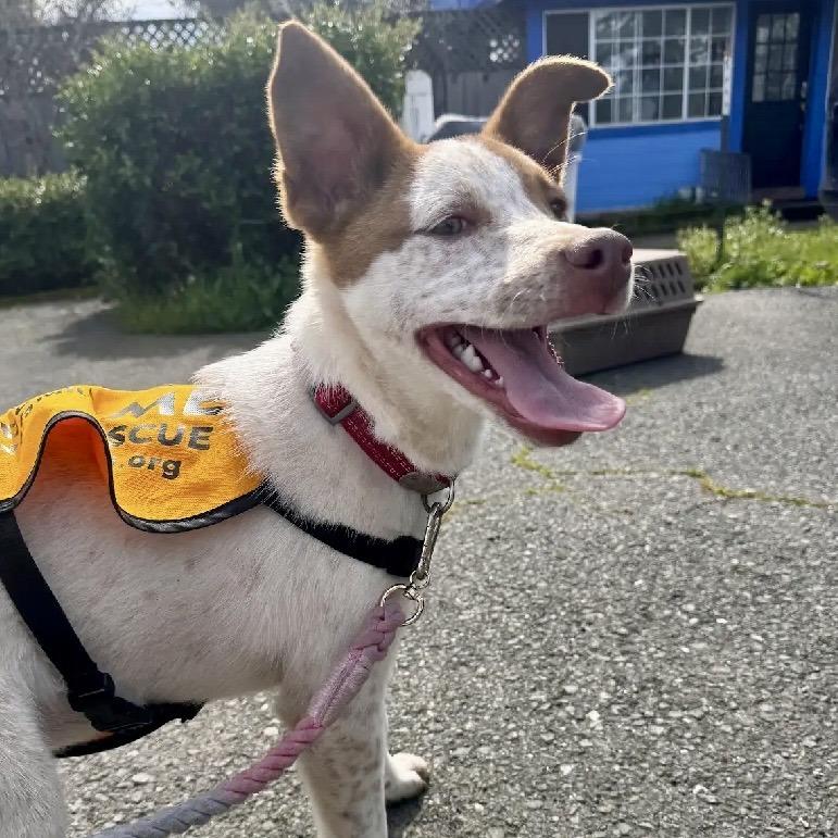 Enlarge Priscilla, a Adoptable Cattle Dog in Sonoma, CA image 4/6