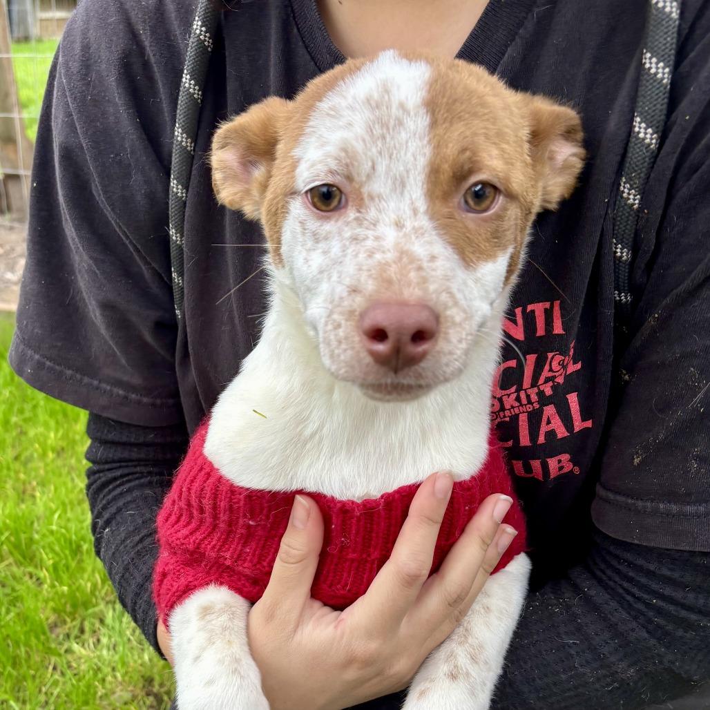 Enlarge Priscilla, a Adoptable Cattle Dog in Sonoma, CA image 5/6