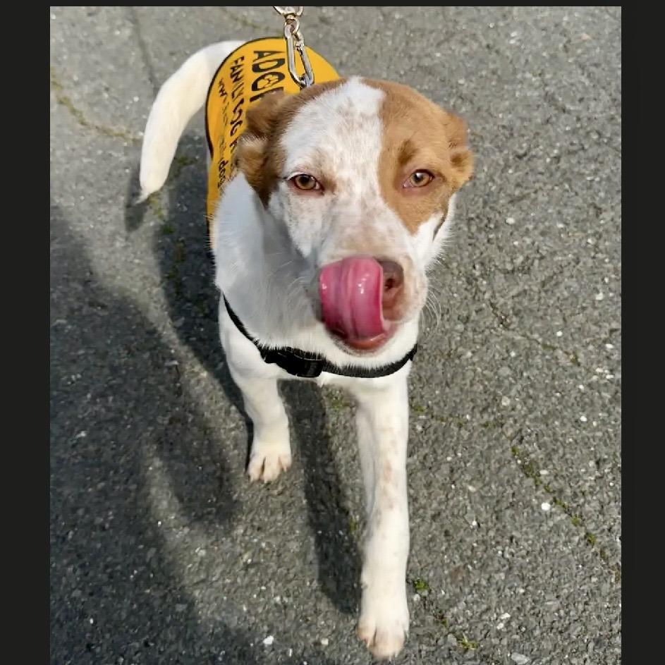 Enlarge Priscilla, a Adoptable Cattle Dog in Sonoma, CA image 6/6