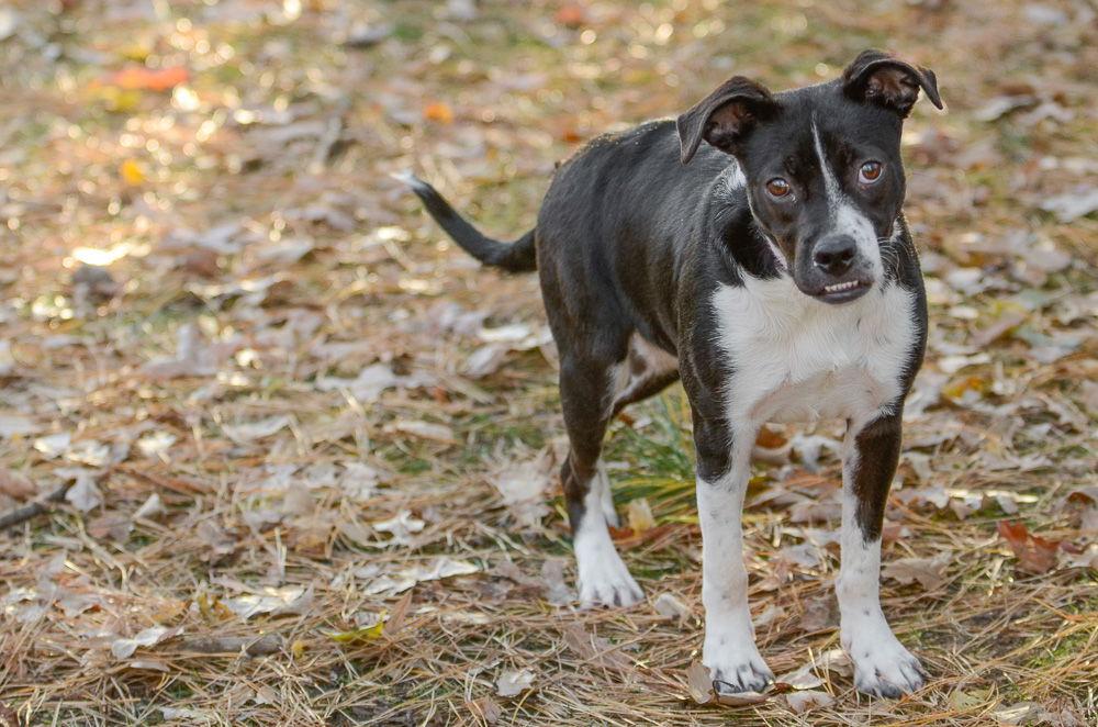 Gabby, Adoptable, Young Female Hound.