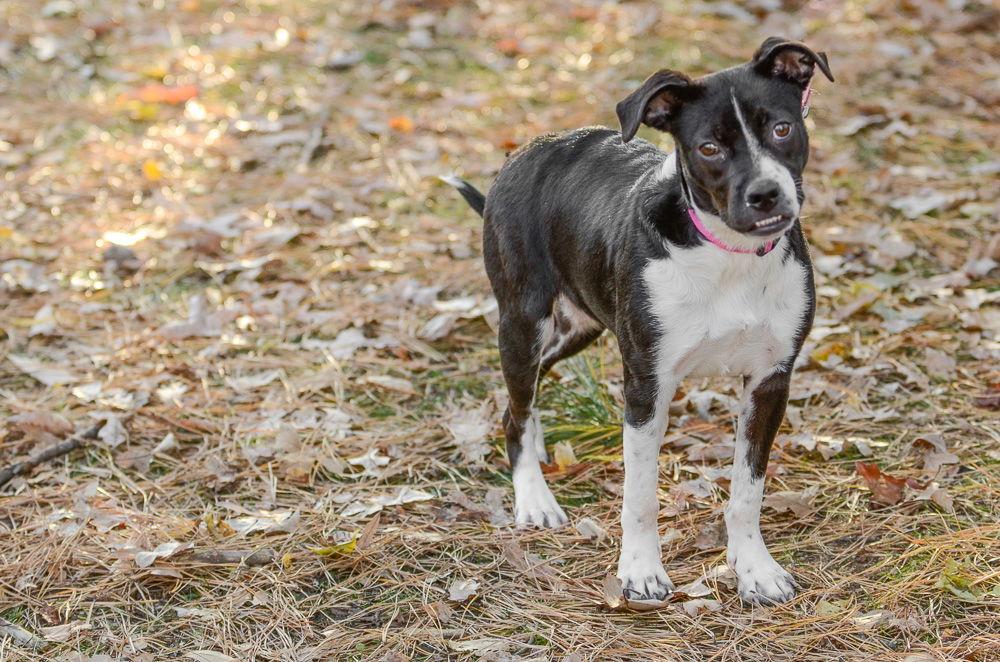Enlarge Gabby, a Adoptable Hound in Brick, NJ image 2/3