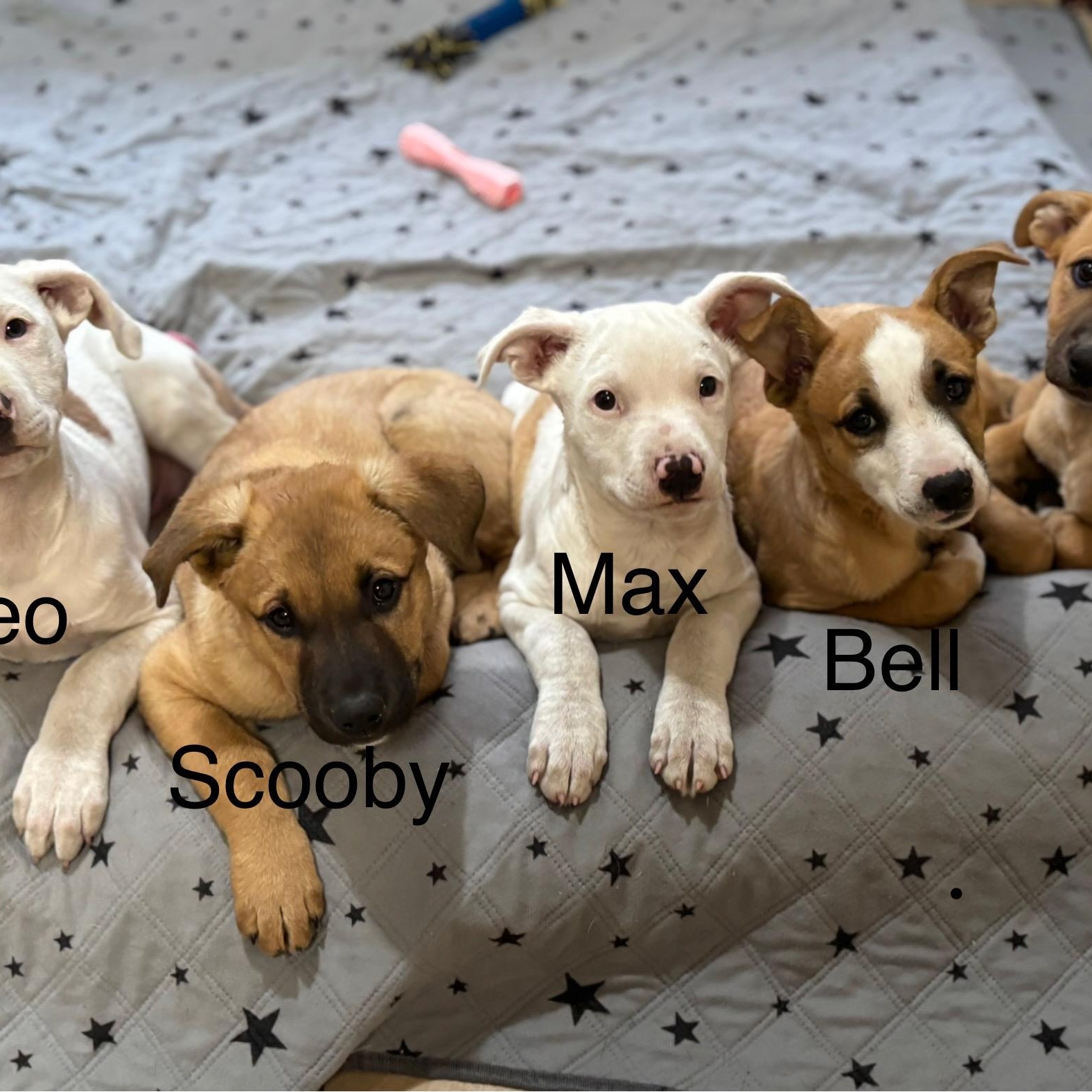 Bell, a Adoptable mixed breed in Fremont, CA image 5/6