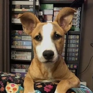 Bell, Adoptable, Young Female German Shepherd Dog.