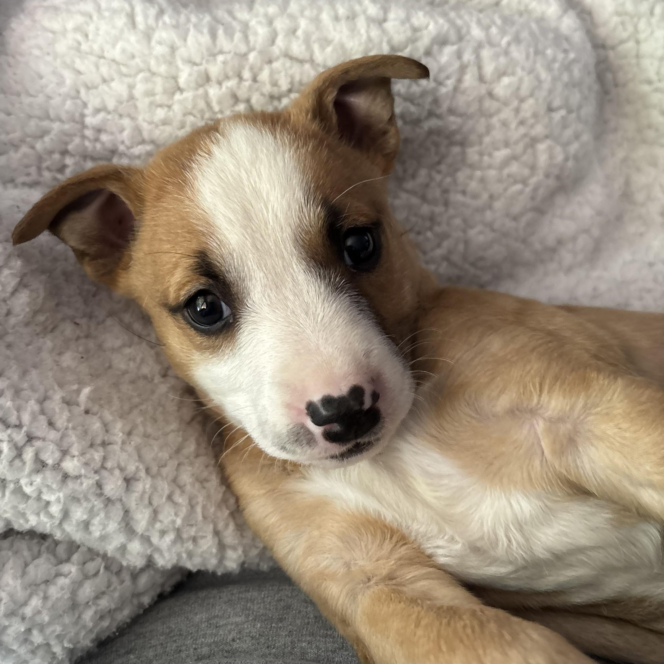 Bell, a Adoptable mixed breed in Fremont, CA image 4/6