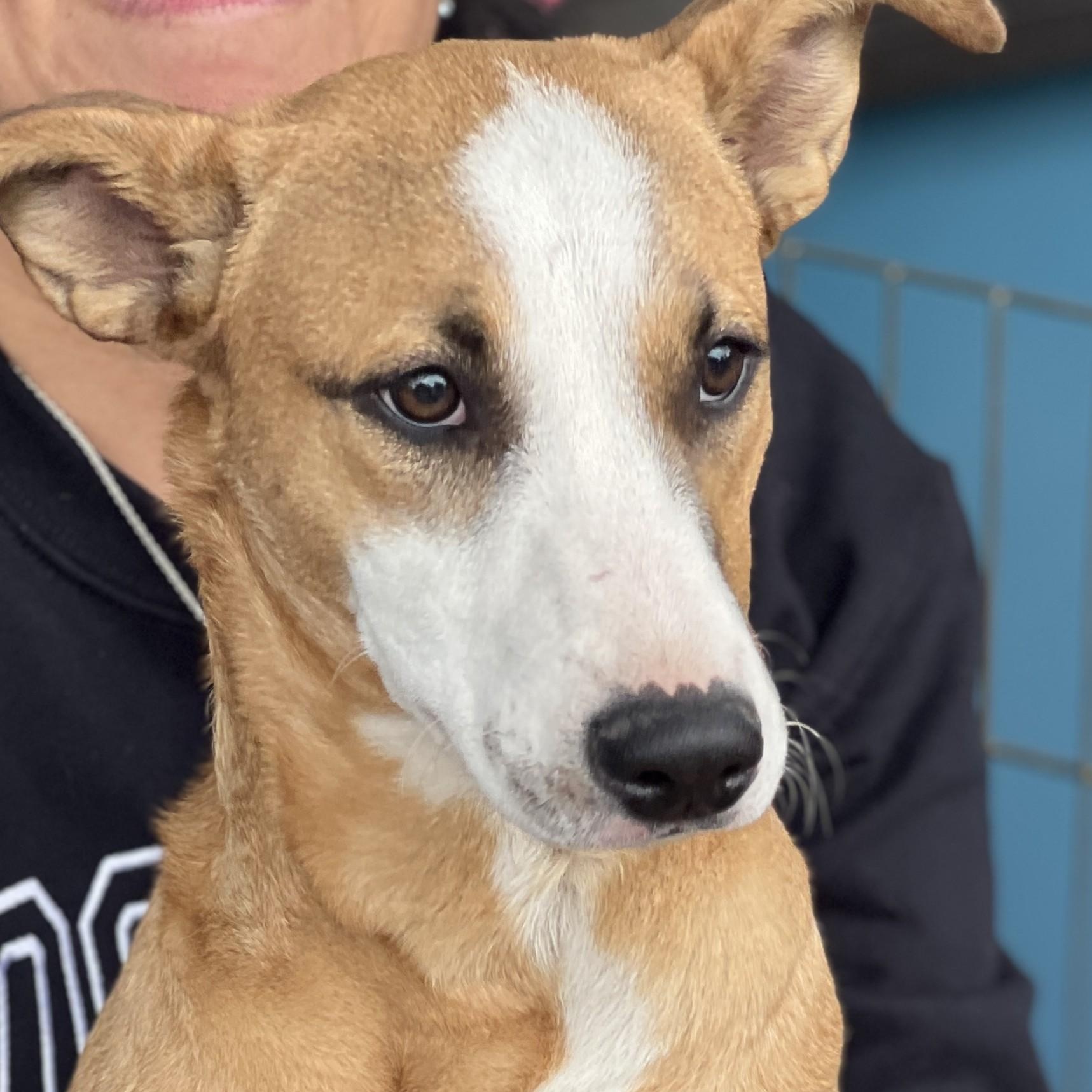 Bell, a Adoptable mixed breed in Fremont, CA image 3/6