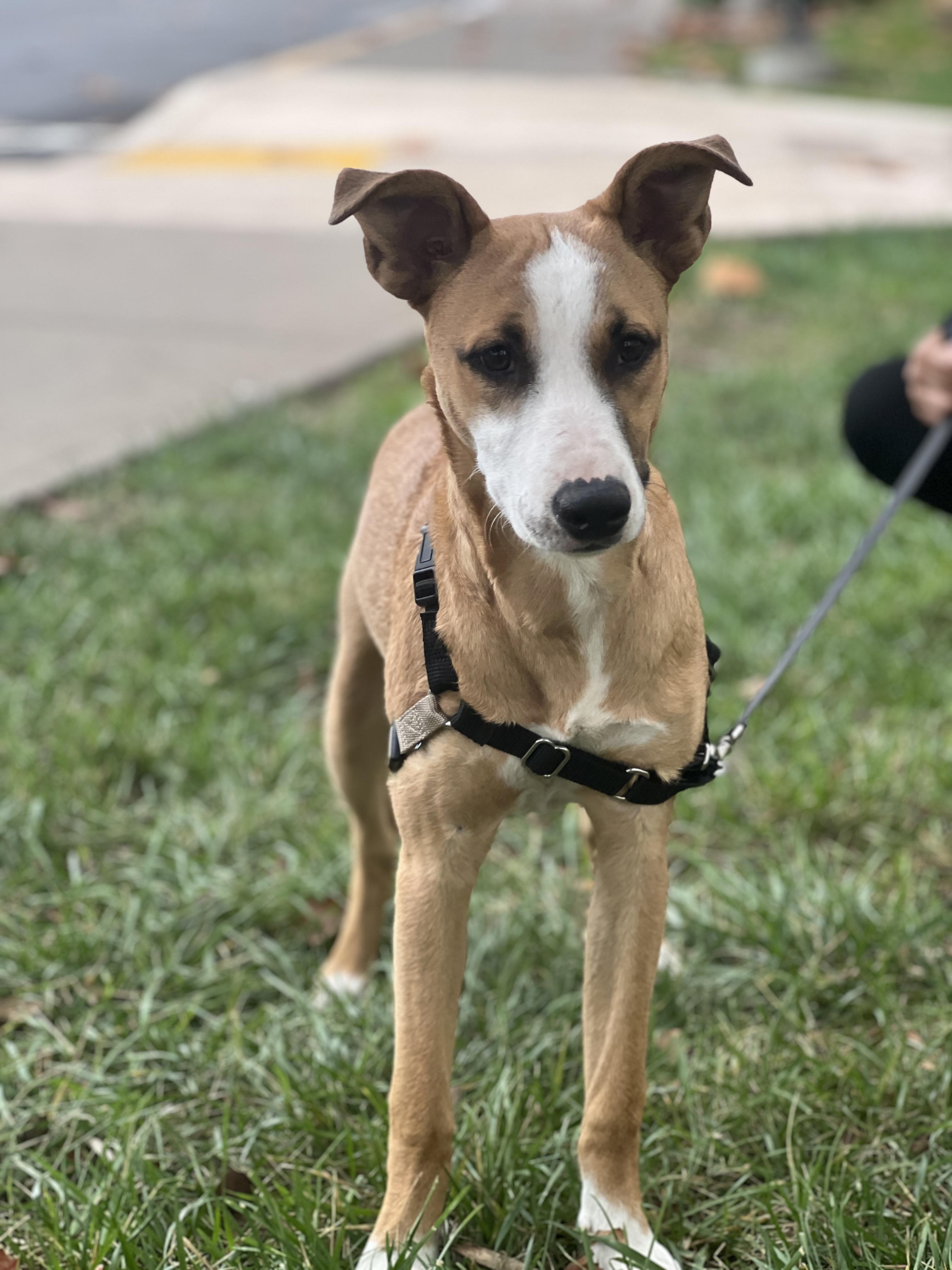 Bell, a Adoptable mixed breed in Fremont, CA image 2/6