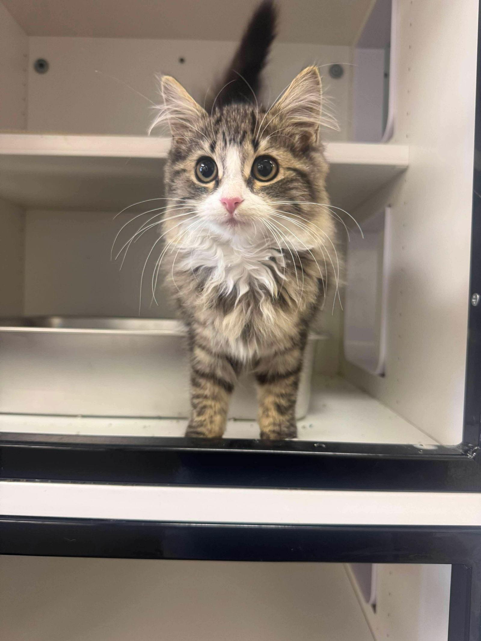 Enlarge Emma, a Adopted Domestic Long Hair in Columbus, OH image 1/3