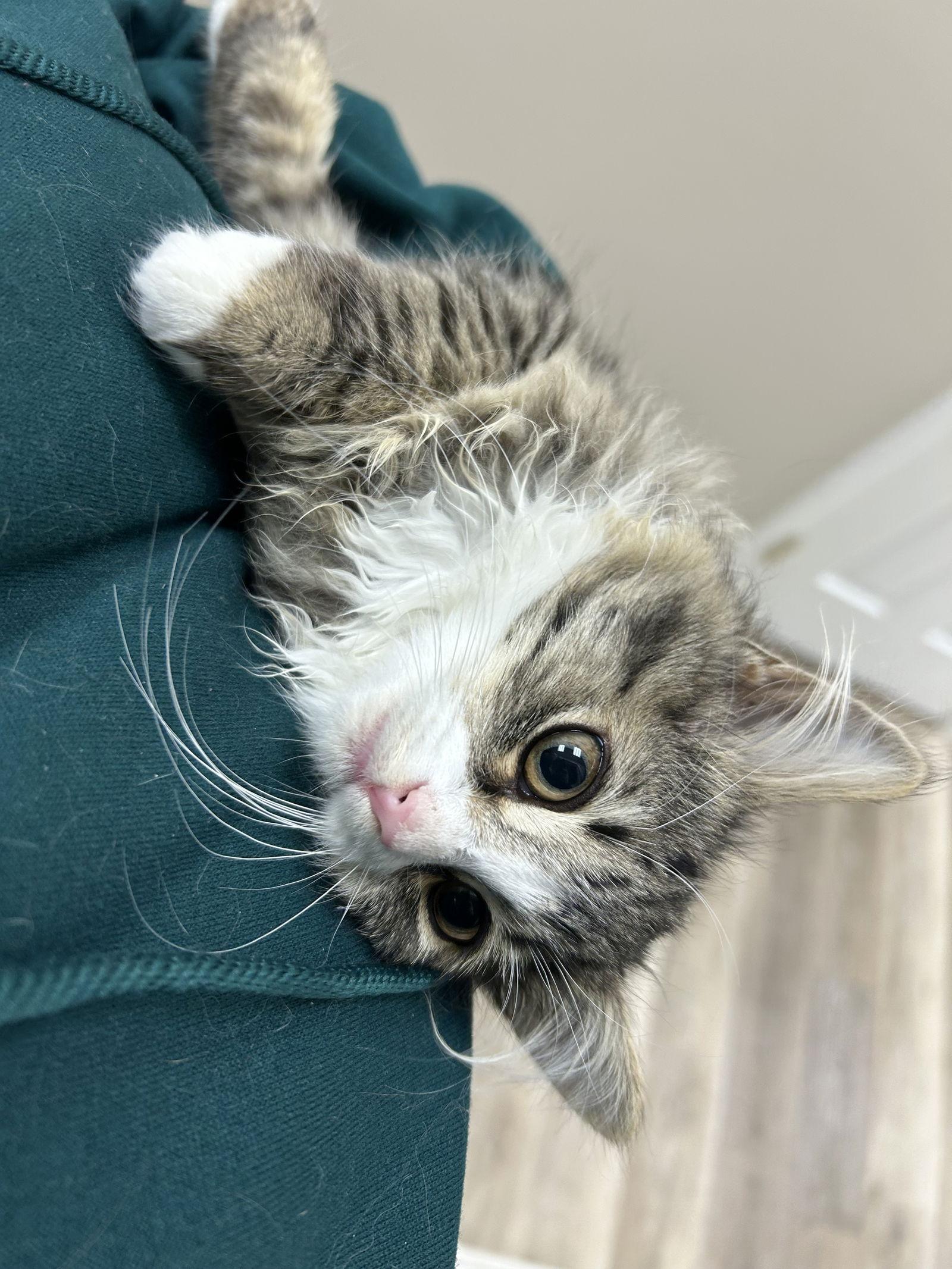 Emma, Adopted, Kitten Female Domestic Long Hair.