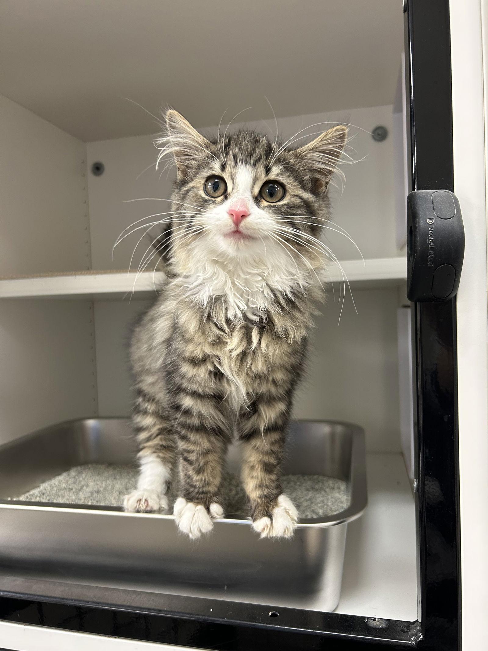 Enlarge Emma, a Adopted Domestic Long Hair in Columbus, OH image 3/3