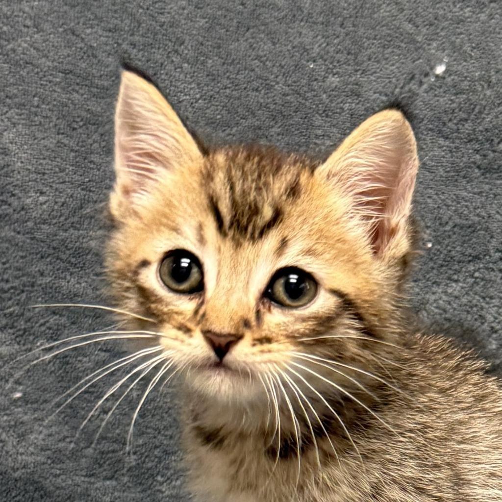 Nappa, Adoptable, Kitten Male Domestic Short Hair.