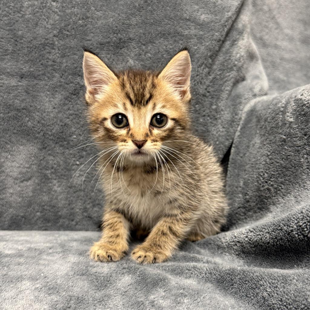 Nappa, a Adoptable mixed breed in Brenham, TX image 3/6