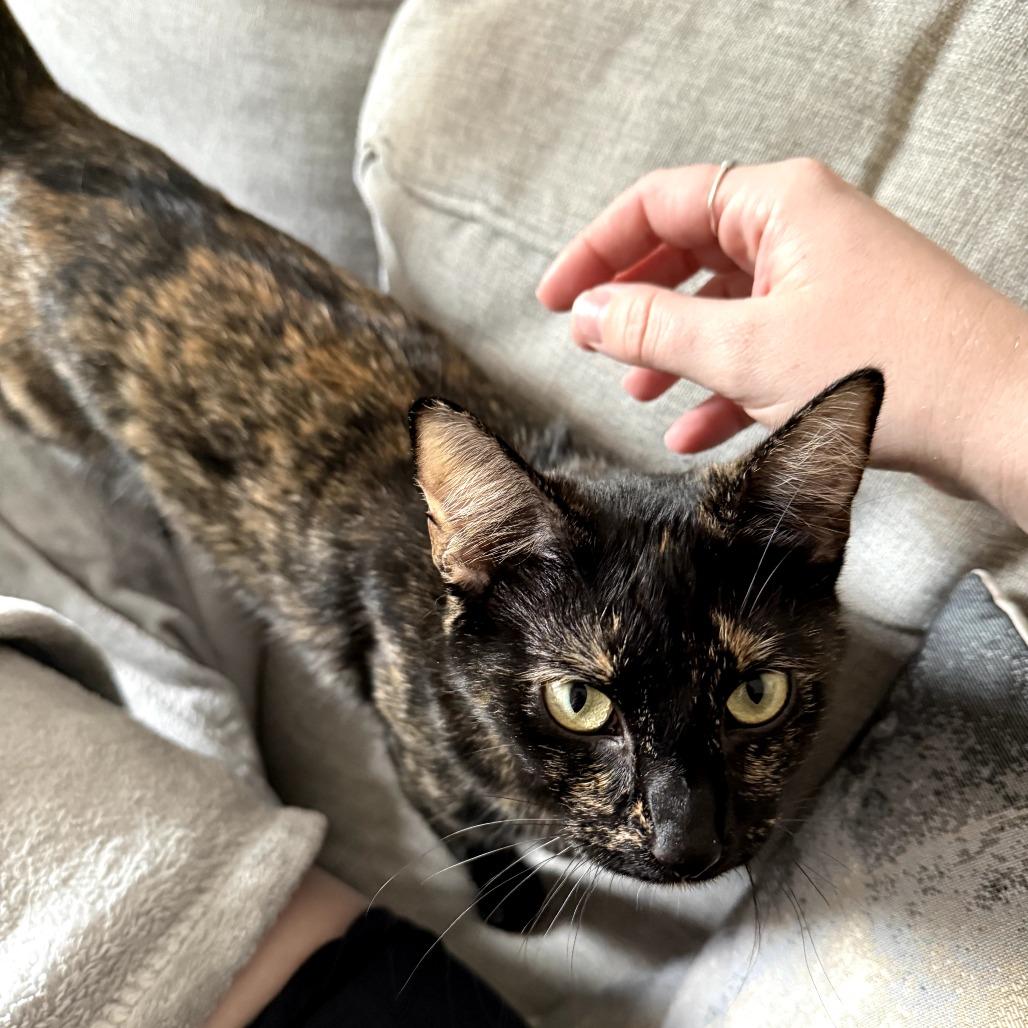 Turtle, Adoptable, Young Female Domestic Short Hair.