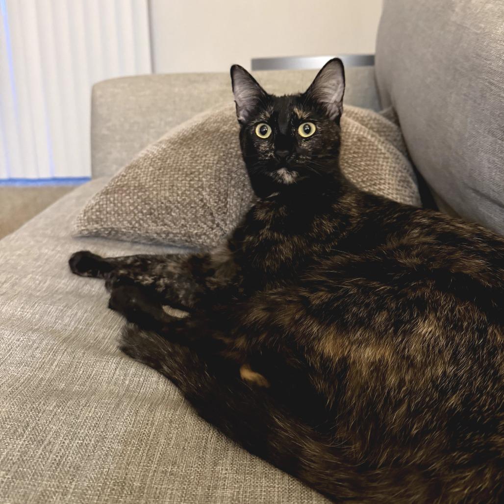Turtle, a Adoptable Domestic Short Hair in Fort Worth, TX image 2/5