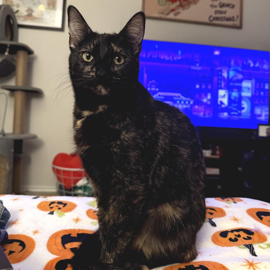 Turtle, a Adoptable Domestic Short Hair in Fort Worth, TX image 3/5