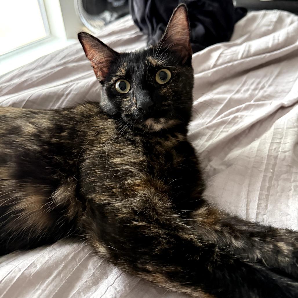 Turtle, a Adoptable Domestic Short Hair in Fort Worth, TX image 4/5