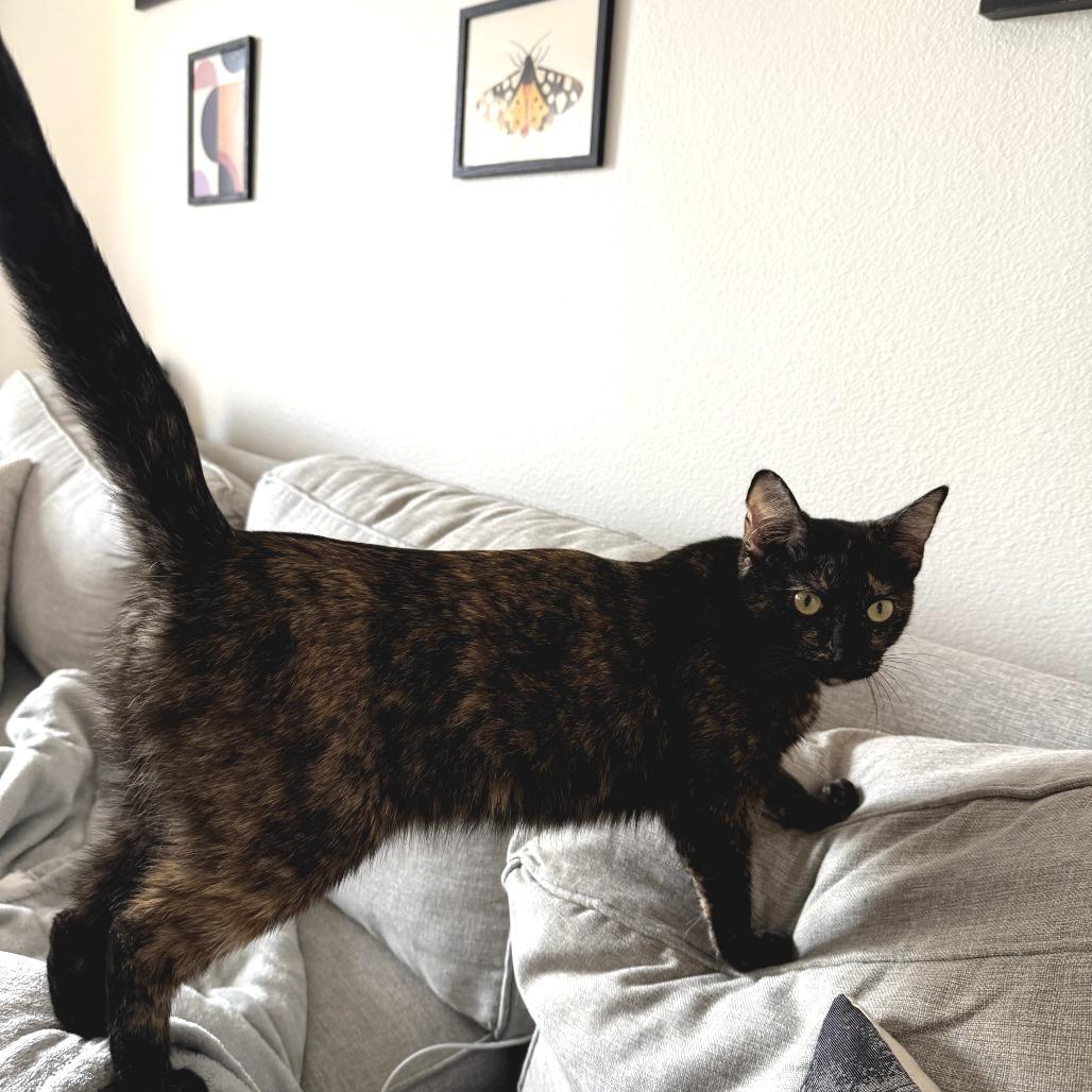 Turtle, a Adoptable Domestic Short Hair in Fort Worth, TX image 5/5